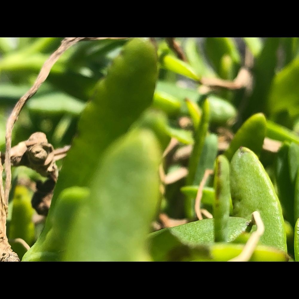 Meet your Posher, Gracie